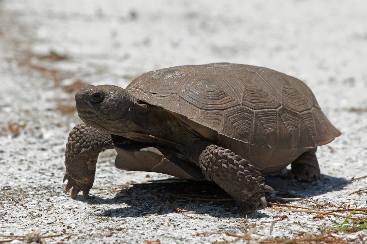 Gopher Tortoise - ML639426121