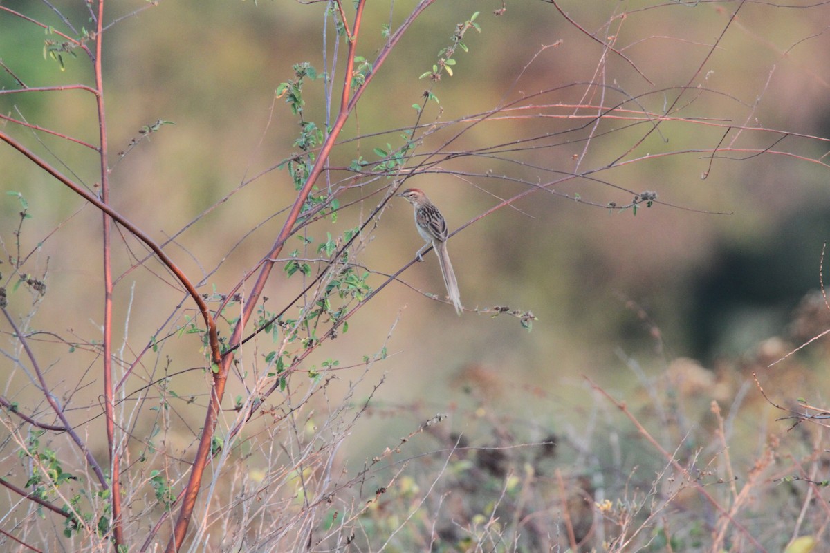 Chotoy Spinetail - ML639426149