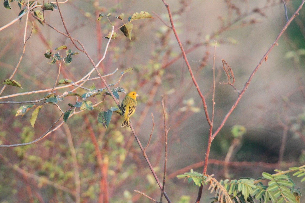 Saffron Finch - ML639426171