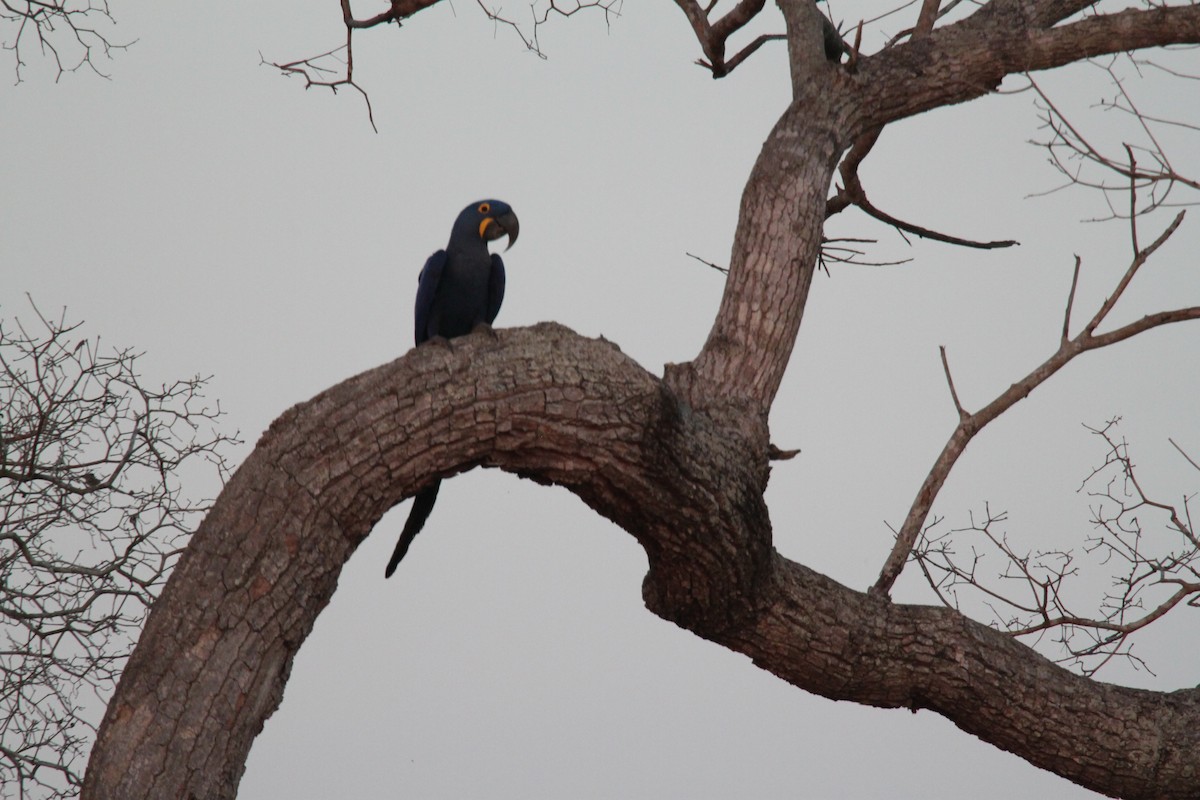 Hyacinth Macaw - ML639426179