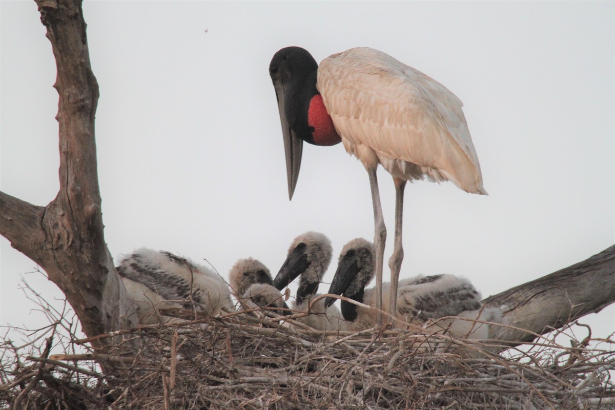 Jabiru - ML639426191