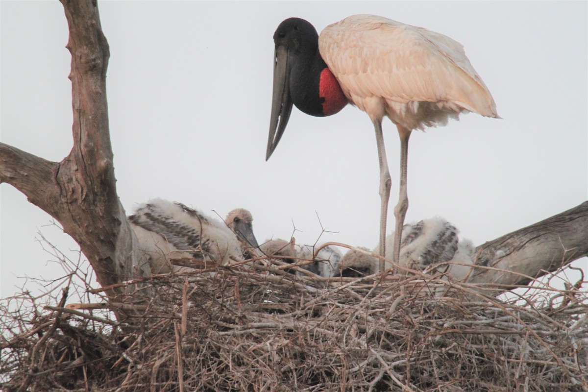 Jabiru - ML639426202