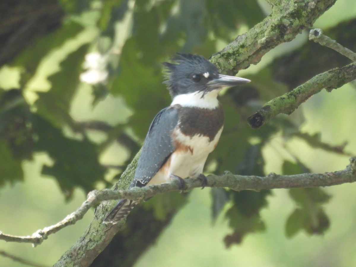 Belted Kingfisher - ML639426221