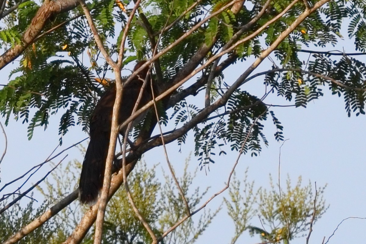 Chachalaca Alirroja - ML639426235