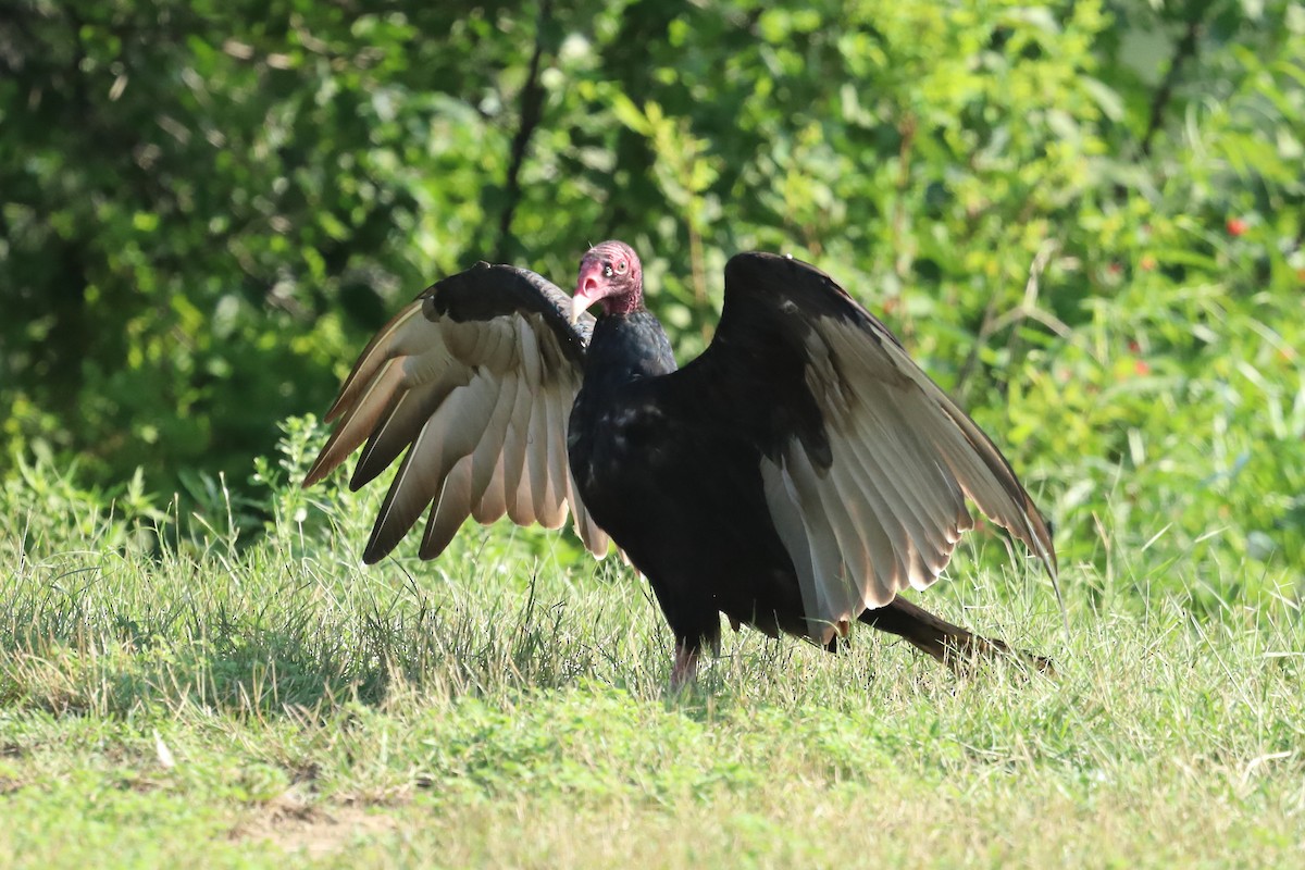 Turkey Vulture - ML639426238