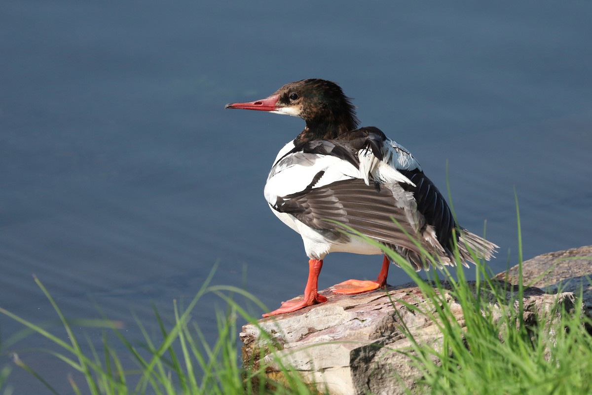 Common Merganser - ML639426257