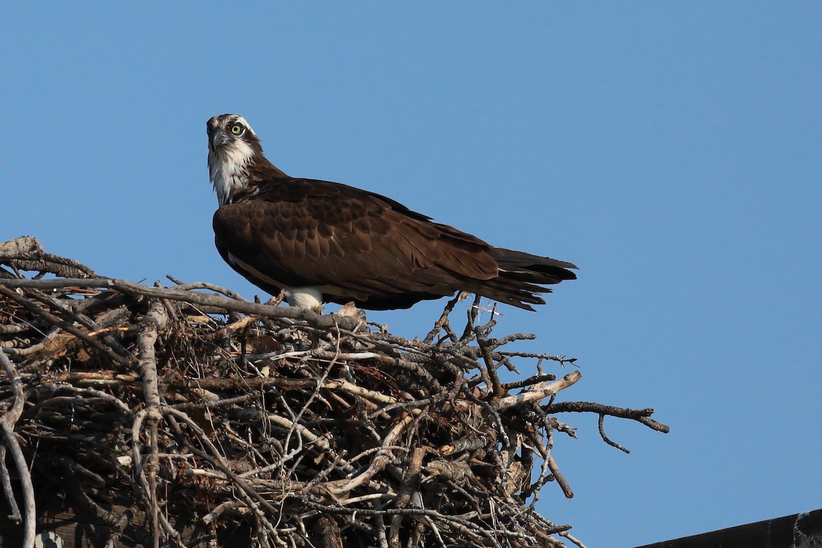 Osprey - ML639426282
