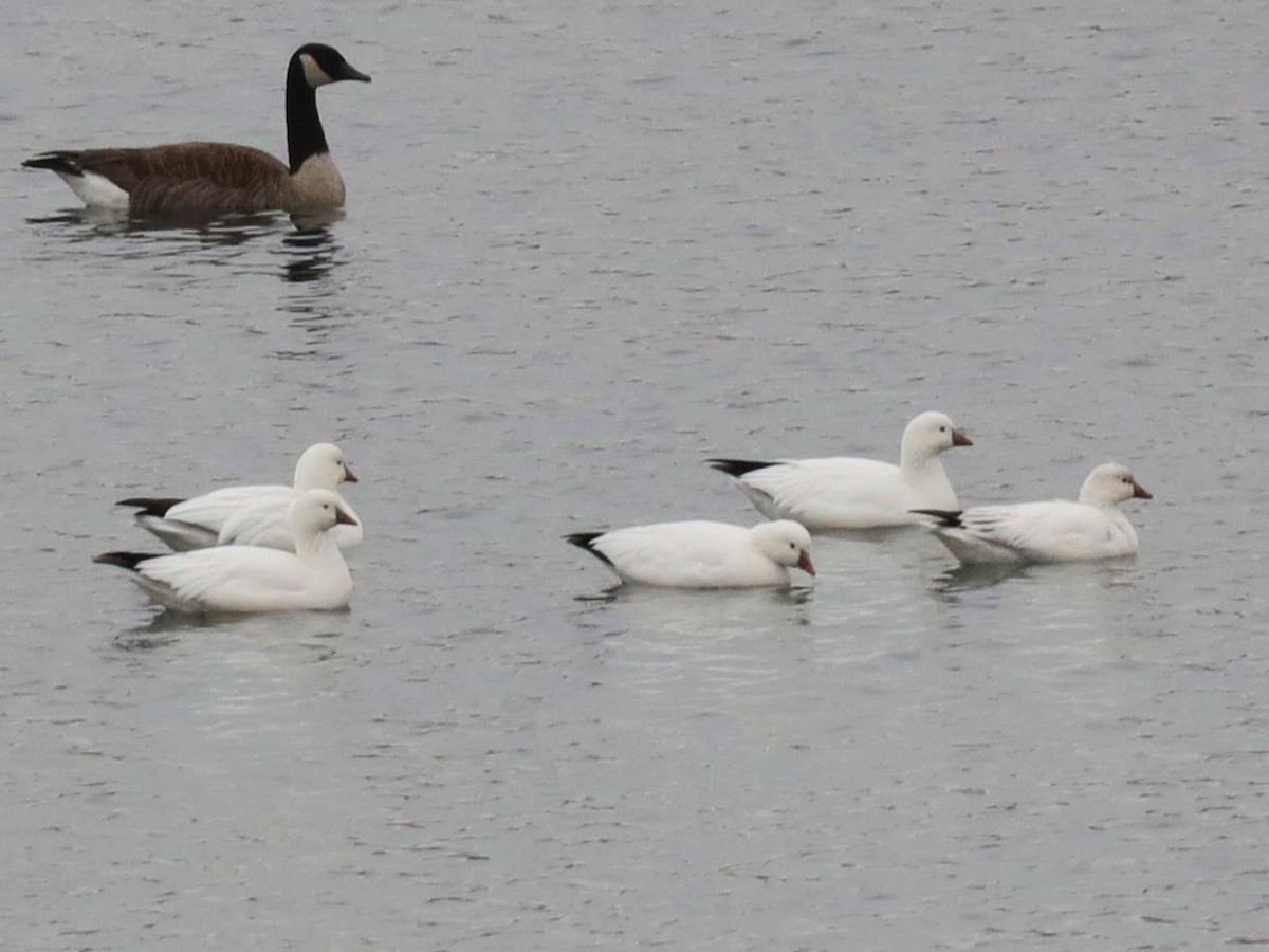 Ross's Goose - ML639426311