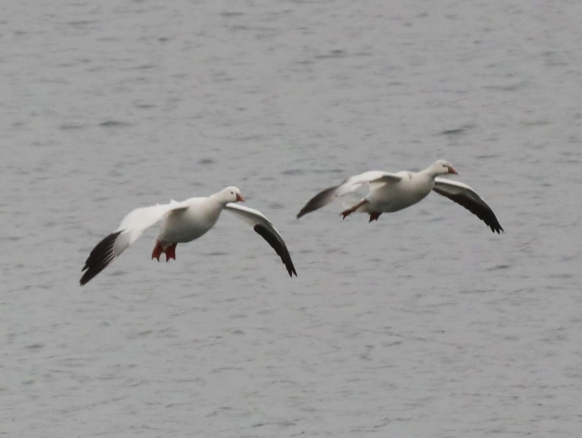 Ross's Goose - ML639426312