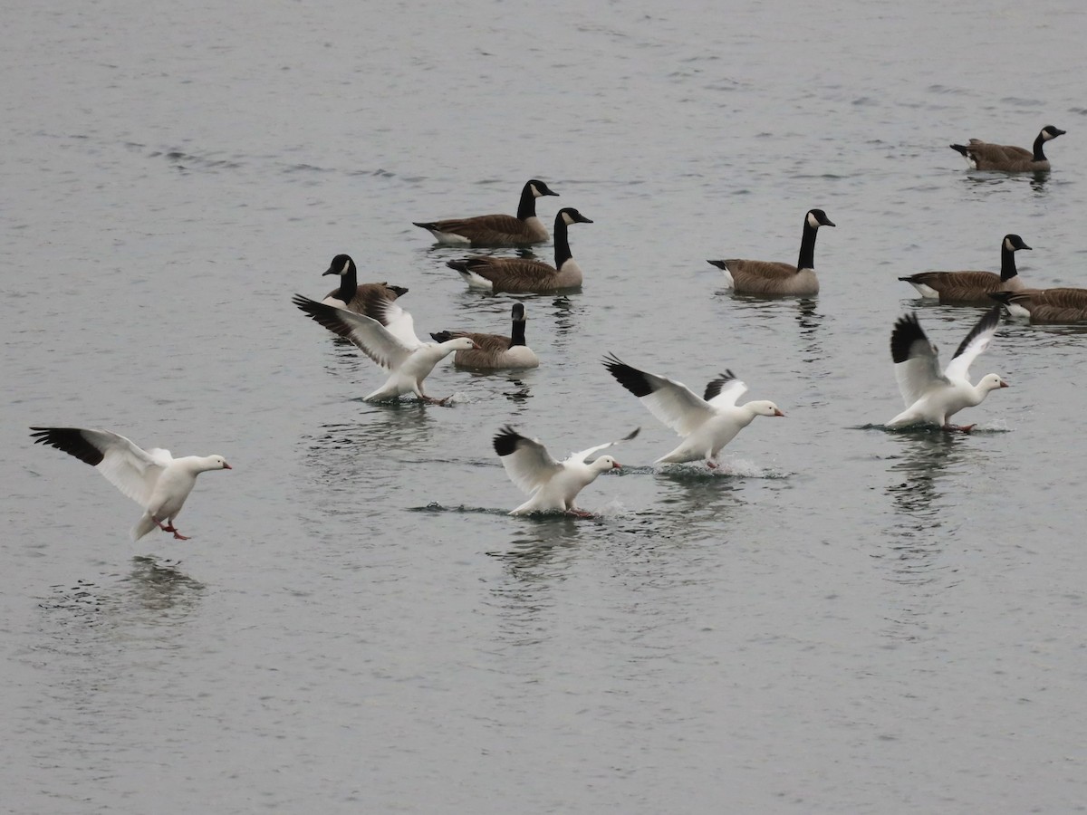 Ross's Goose - ML639426313