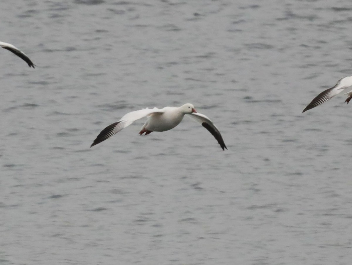 Ross's Goose - ML639426314