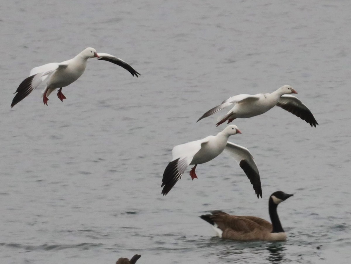 Ross's Goose - ML639426315