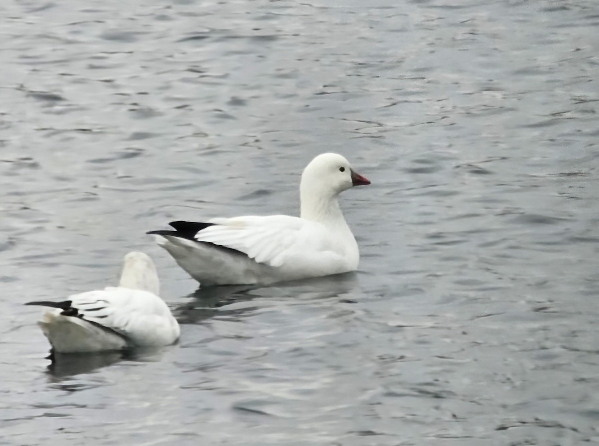 Ross's Goose - ML639426343