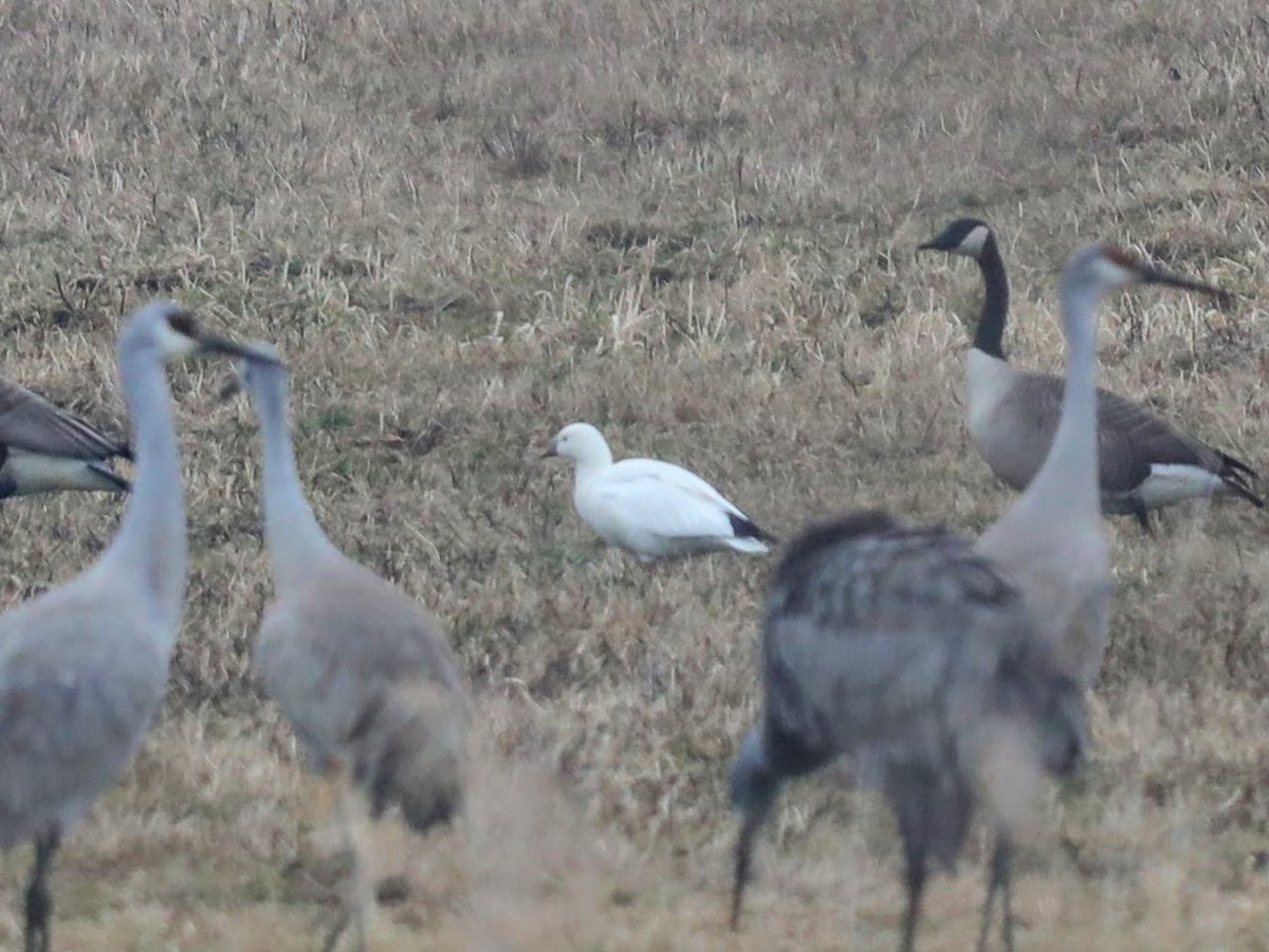 Ross's Goose - ML639426394