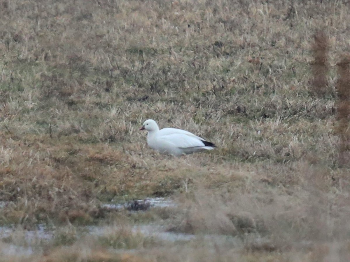 Ross's Goose - ML639426395
