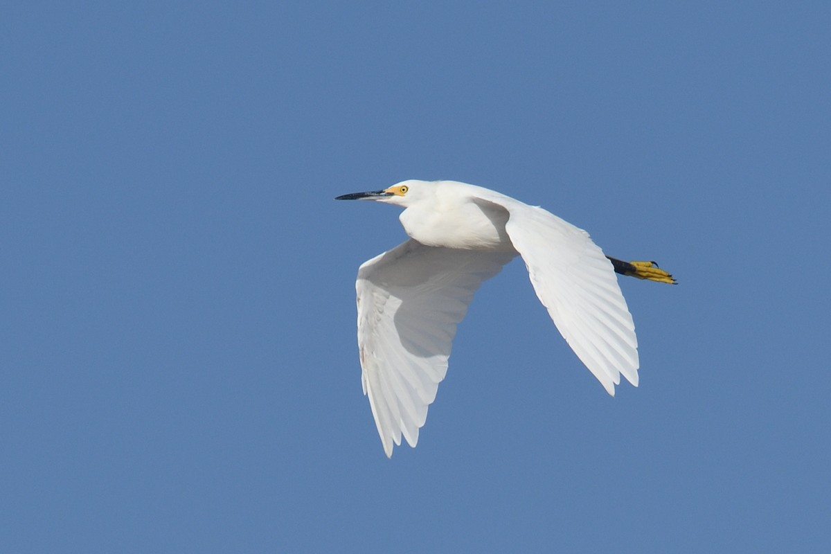 Snowy Egret - ML639426464