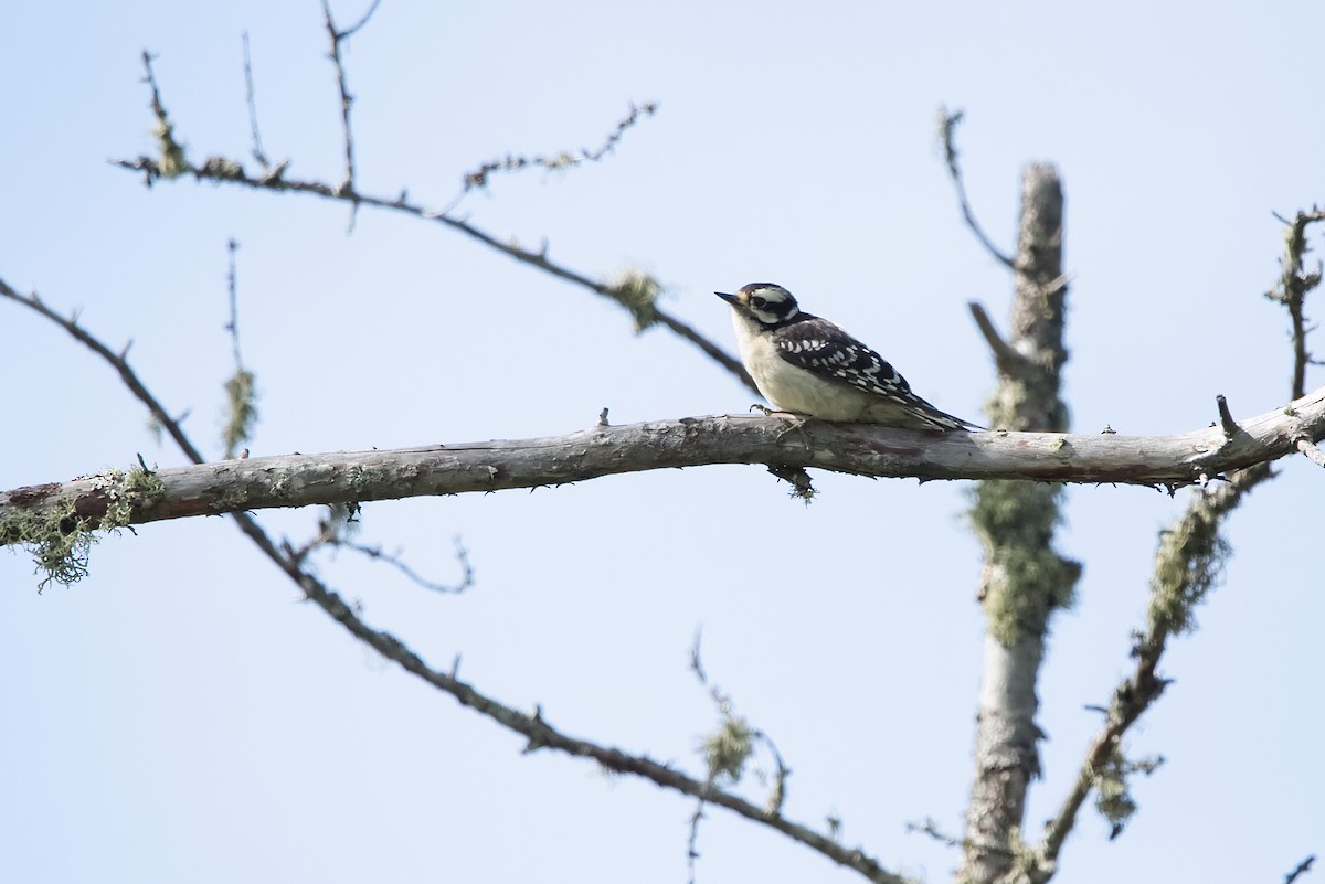 Downy Woodpecker - ML639426491