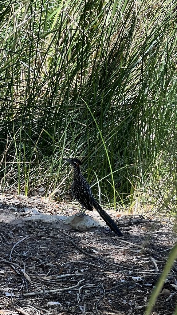 Greater Roadrunner - ML639426503