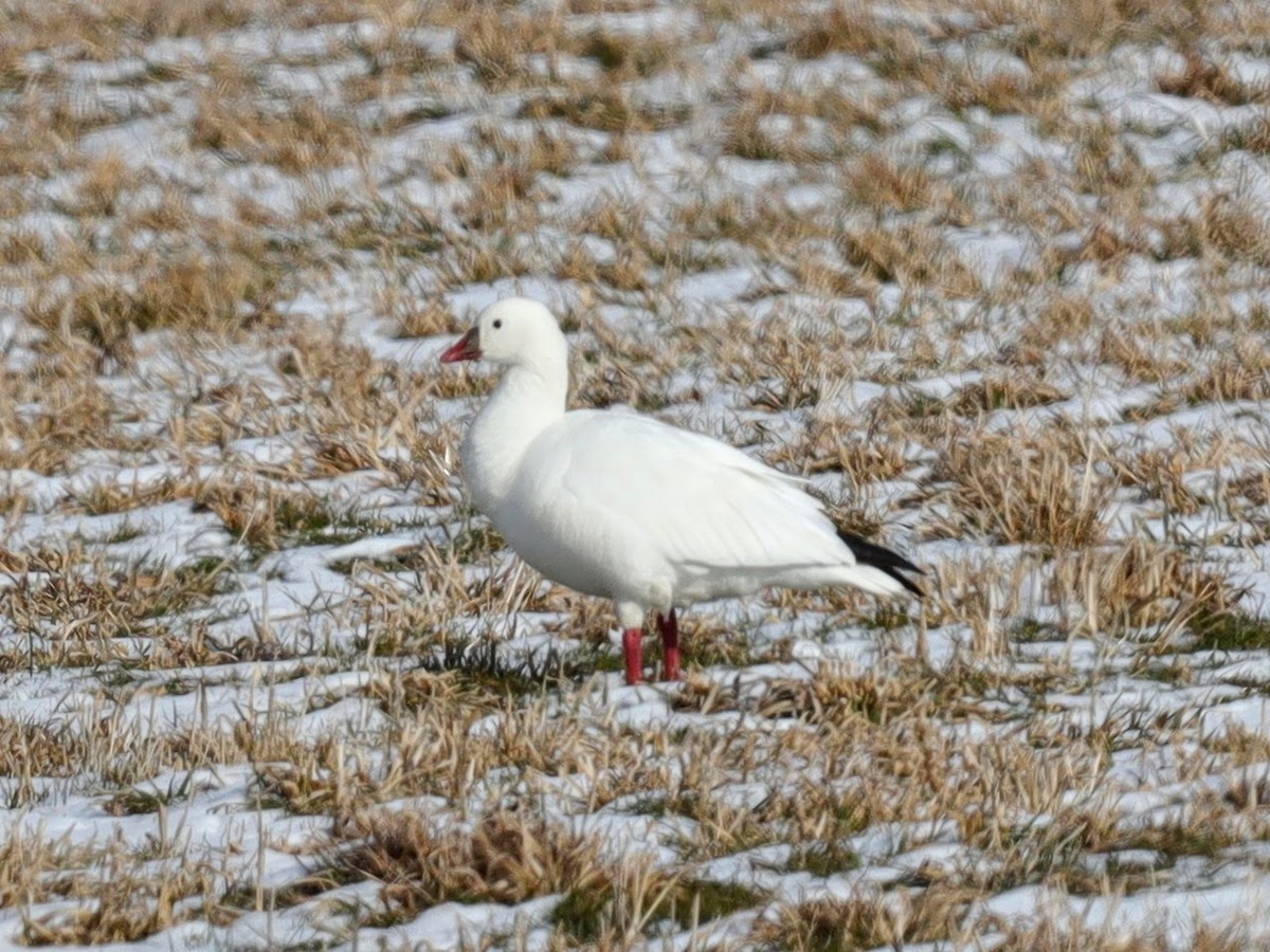 Ross's Goose - ML639426522