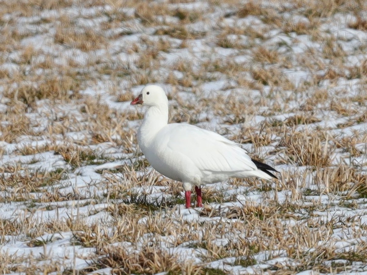 Ross's Goose - ML639426524