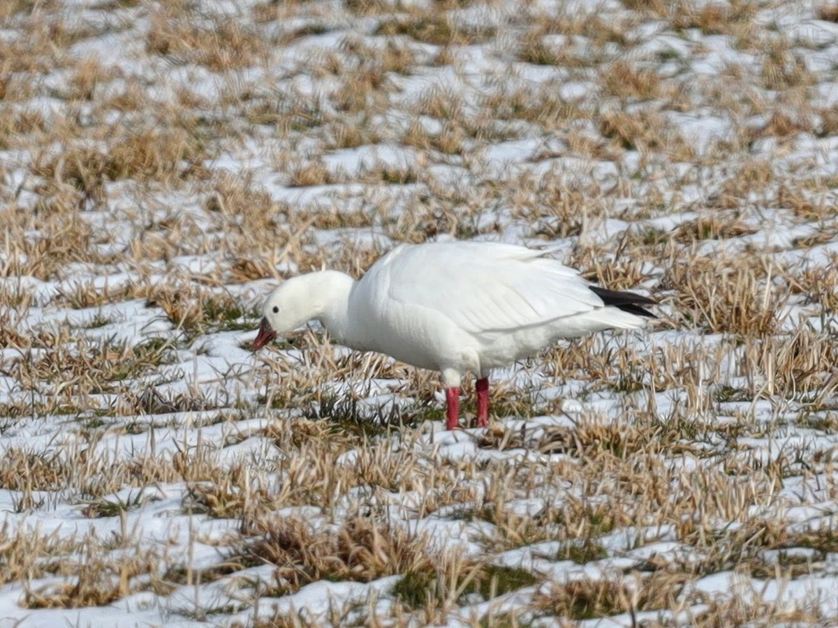 Ross's Goose - ML639426525