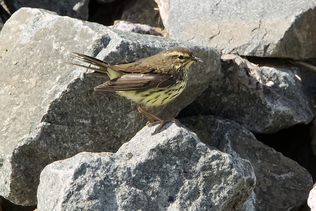 vannparula - ML639426554