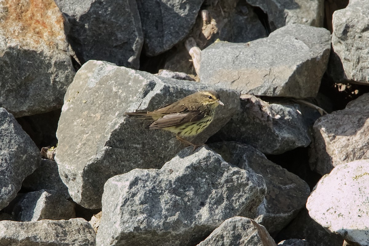 vannparula - ML639426555