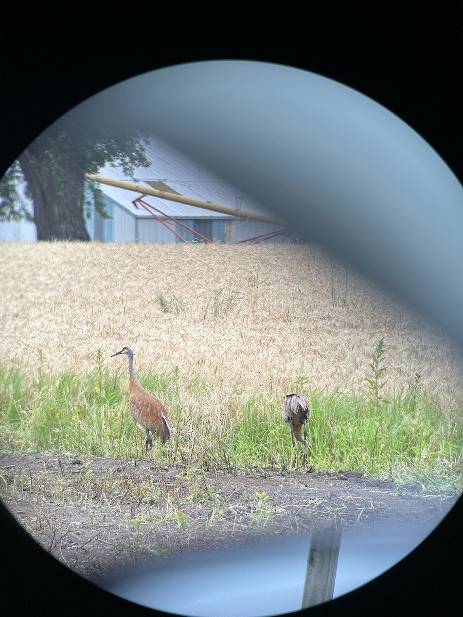 Sandhill Crane - ML639426561
