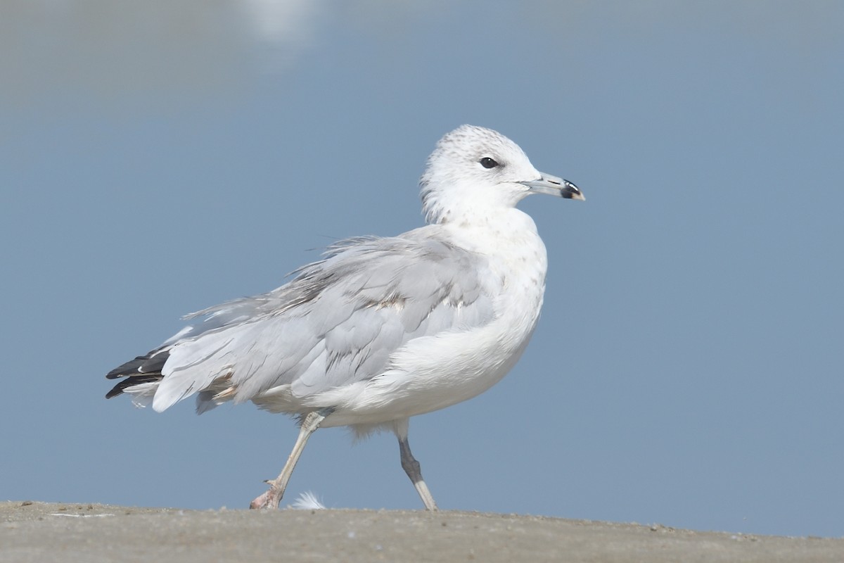 Ring-billed Gull - ML639426563