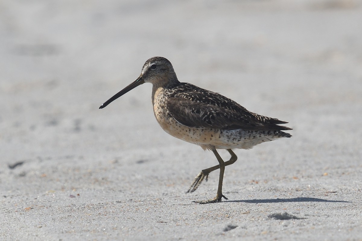Short-billed Dowitcher - ML639426581