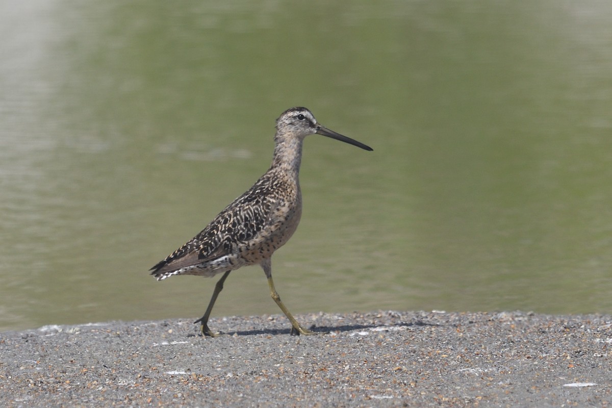 Short-billed Dowitcher - ML639426585