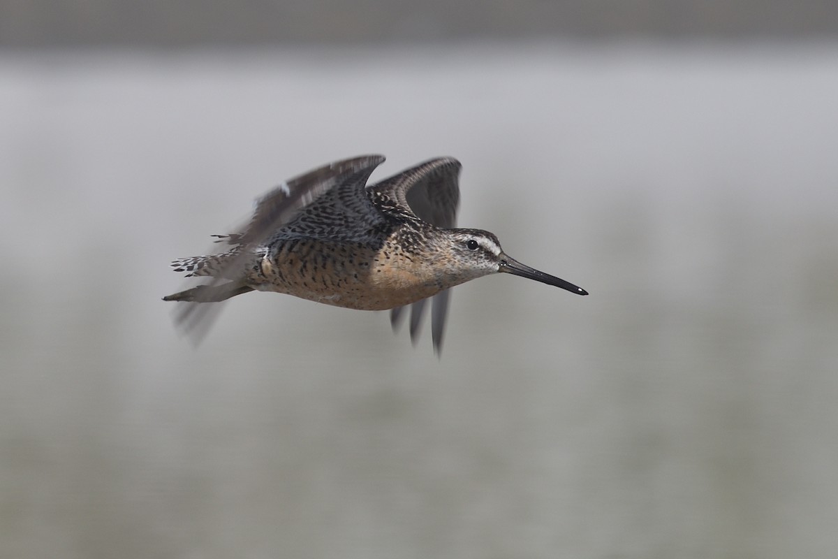 Short-billed Dowitcher - ML639426586