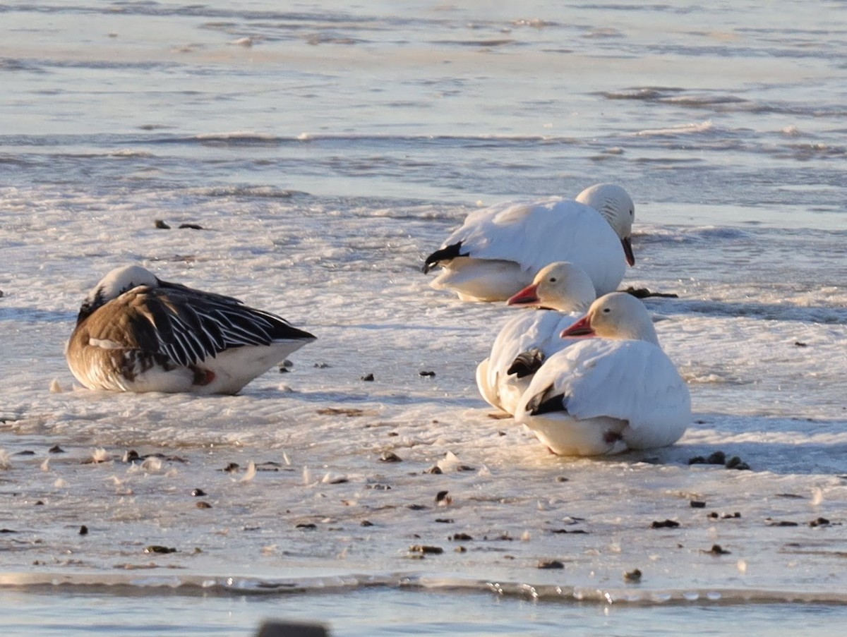 Snow Goose - ML639426666