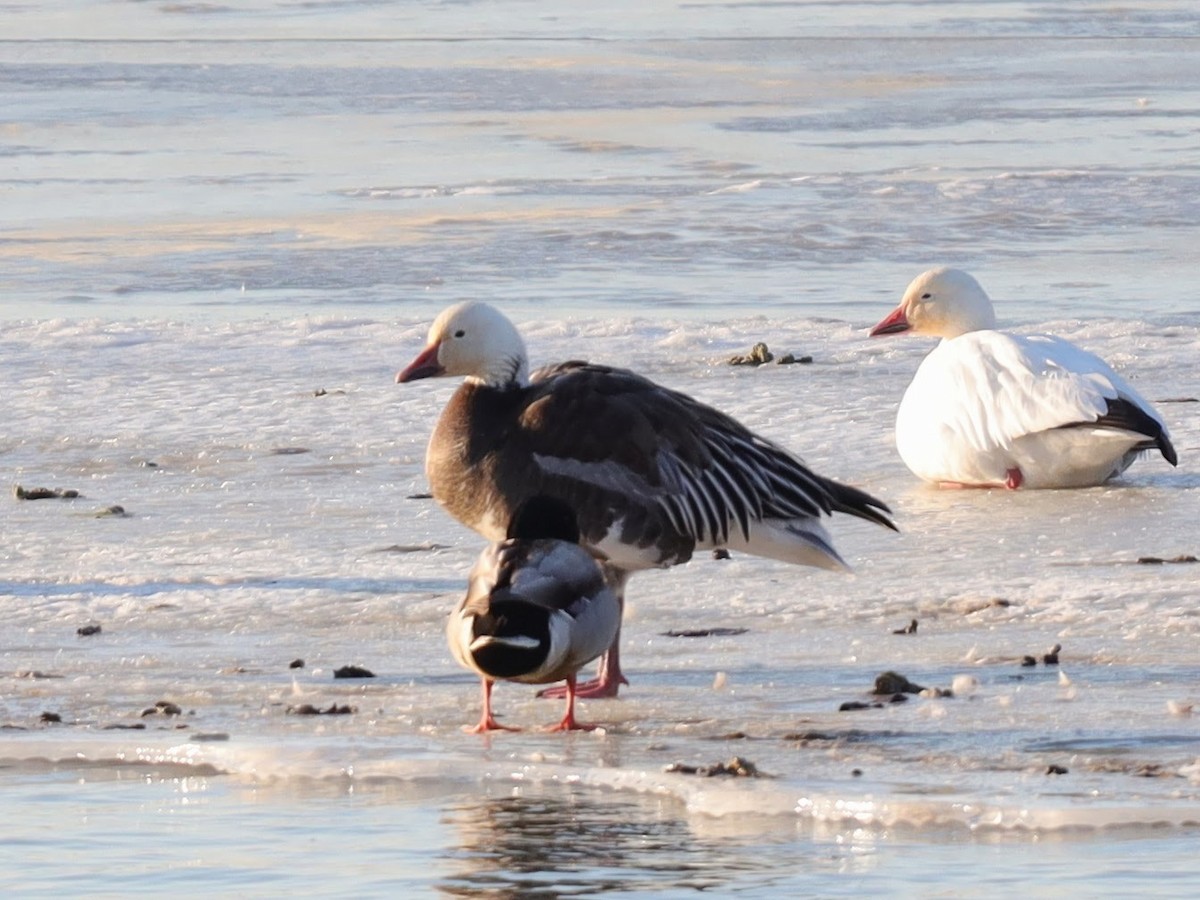 Snow Goose - ML639426667
