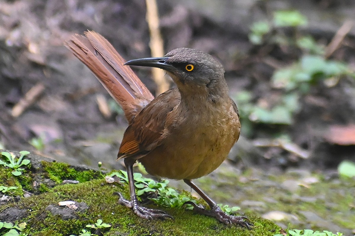 Brown Trembler - ML639426792