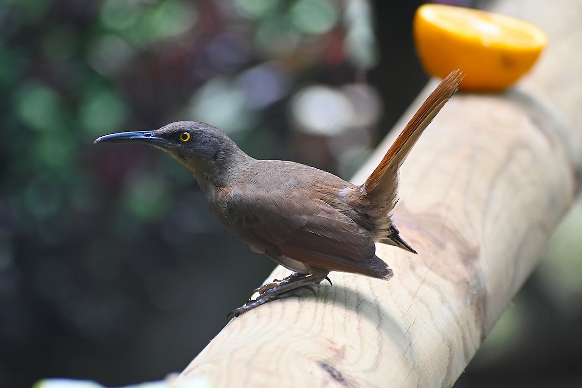 Brown Trembler - ML639426793