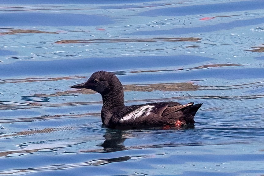 Pigeon Guillemot - ML639426830