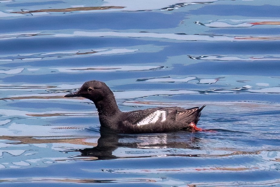 Pigeon Guillemot - ML639426846