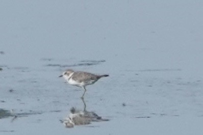 Snowy Plover - ML639426885