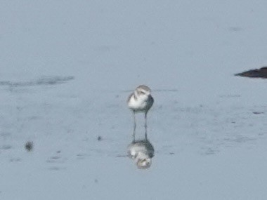 Snowy Plover - ML639426897