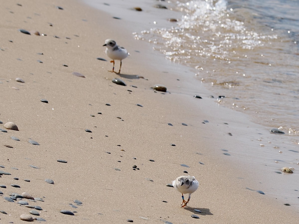 Piping Plover - ML639426917