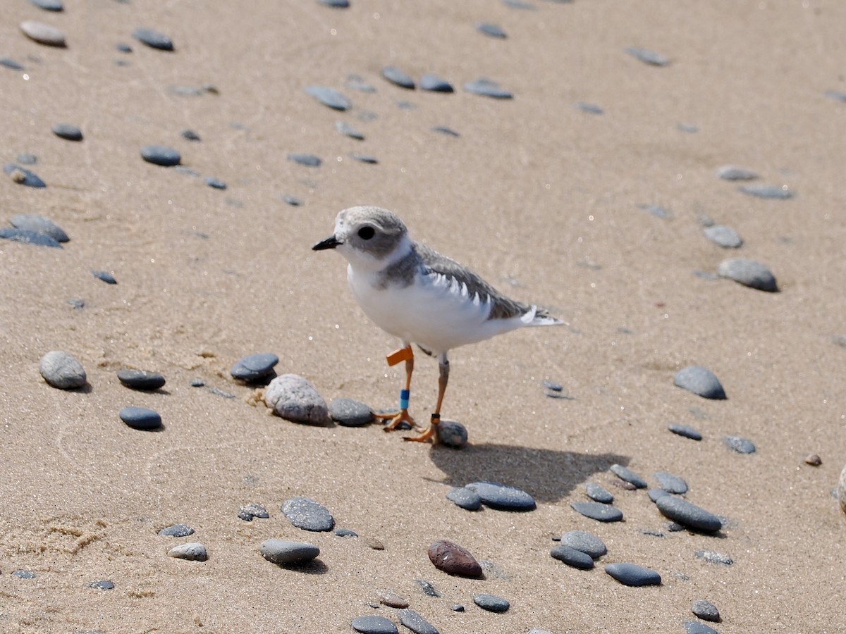 Piping Plover - ML639426918