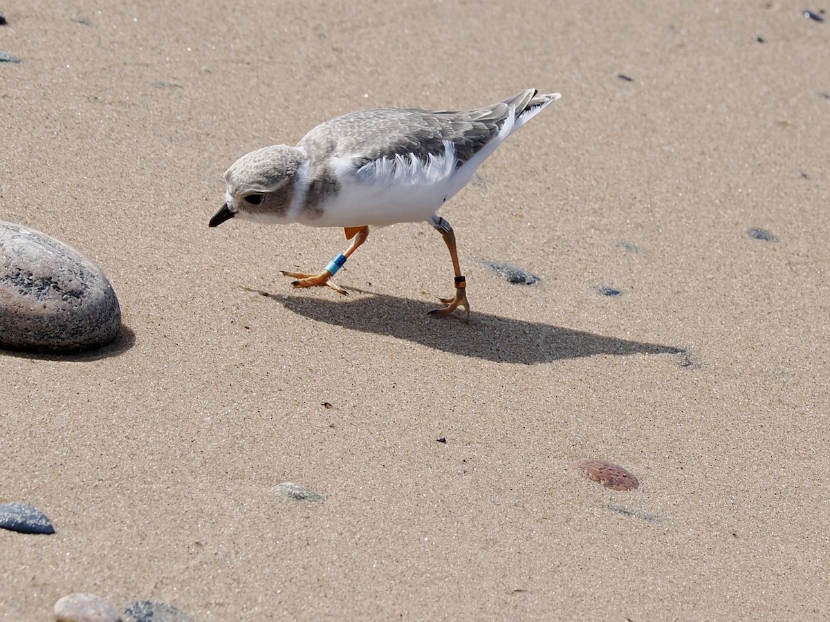 Piping Plover - ML639426919