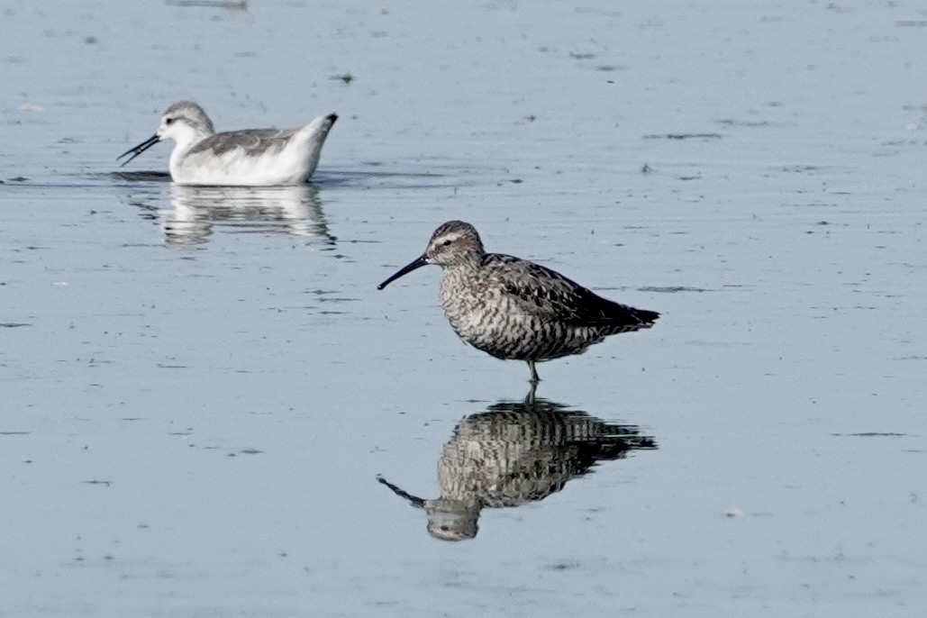 Stilt Sandpiper - ML639426920