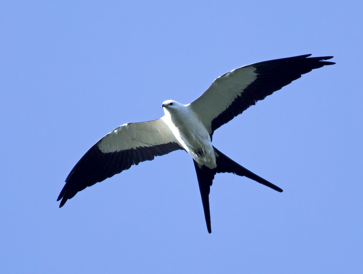 Swallow-tailed Kite - ML639427134