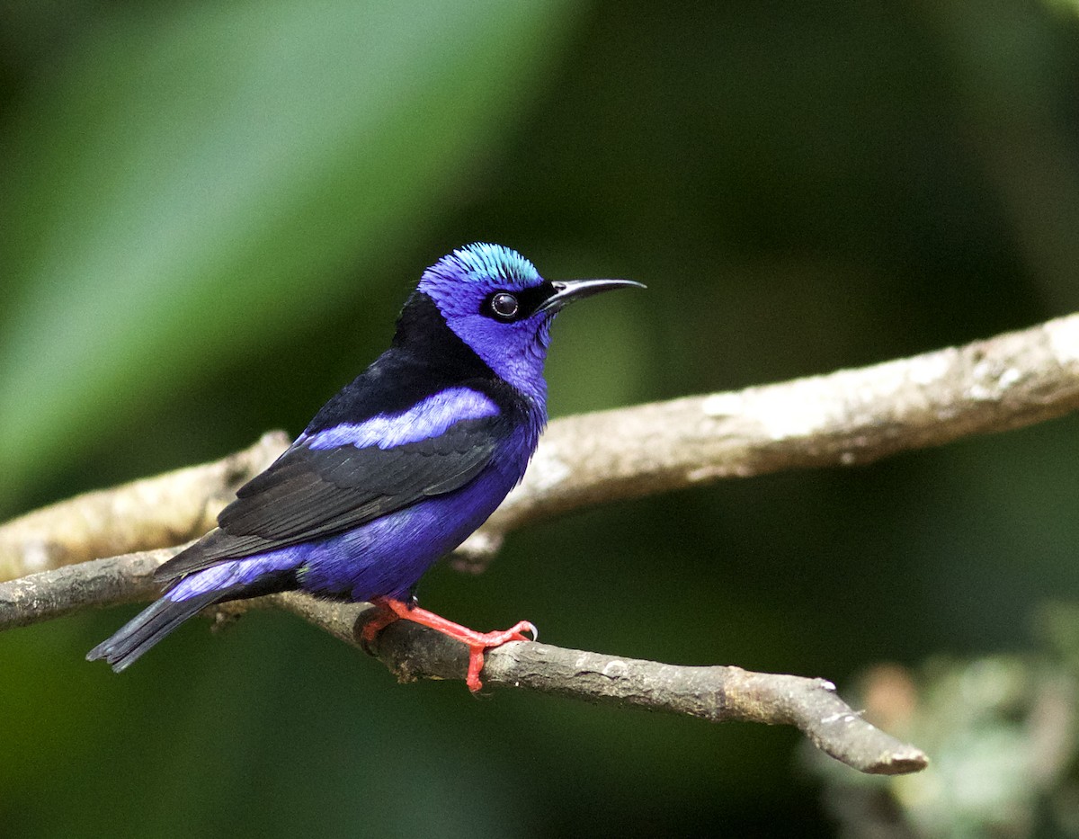 Red-legged Honeycreeper - ML639427208
