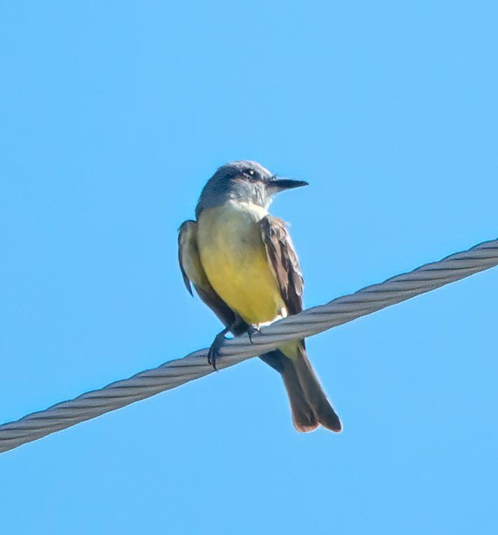Tropical Kingbird - ML639427368