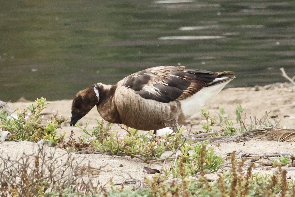 berneška tmavá - ML639427371
