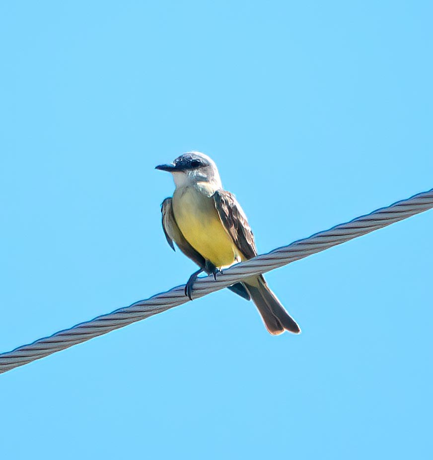 Tropical Kingbird - ML639427378