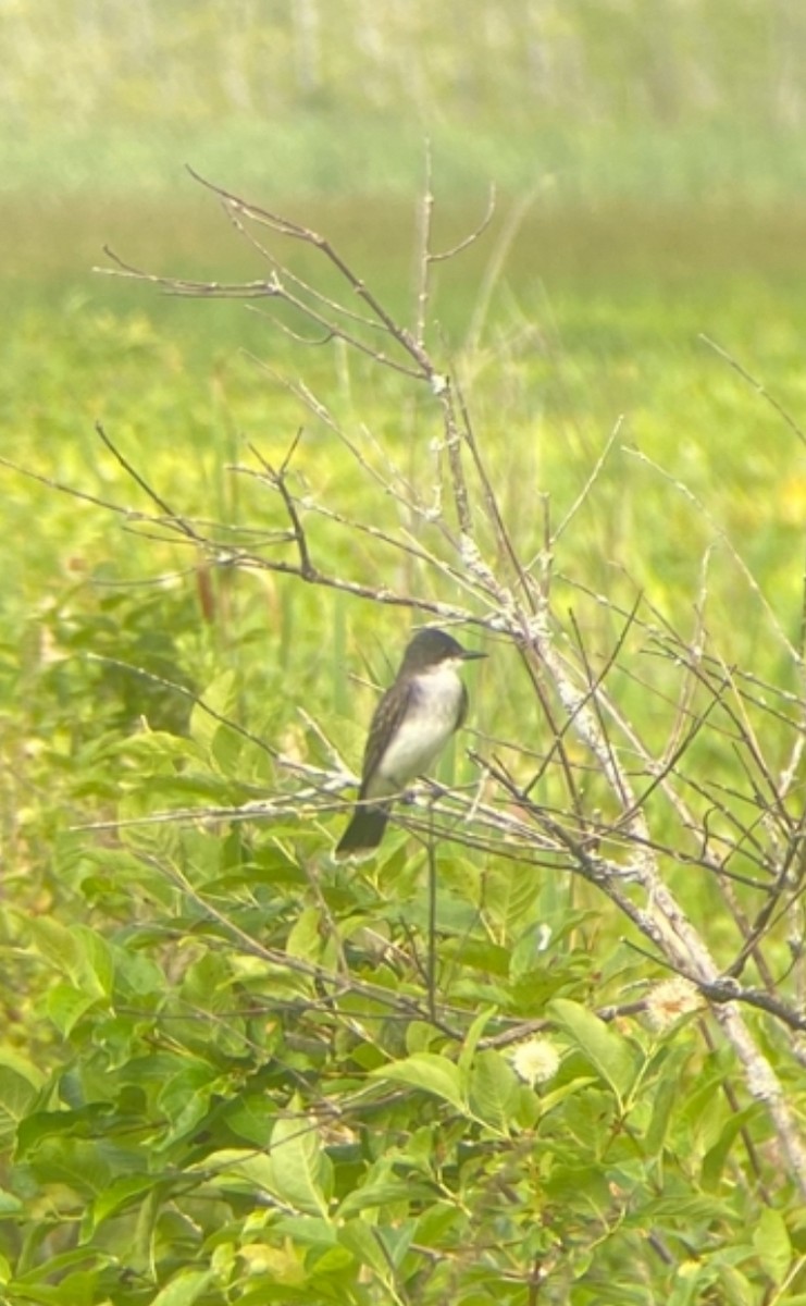 Eastern Kingbird - ML639427382
